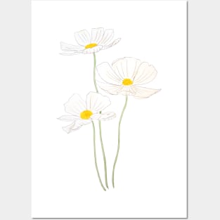 3 white cosmos flowers ink and watercolor Posters and Art